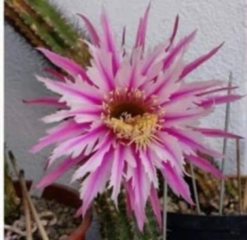 Preview: Akersia / Hildewintera hybrid - Babara Kellner